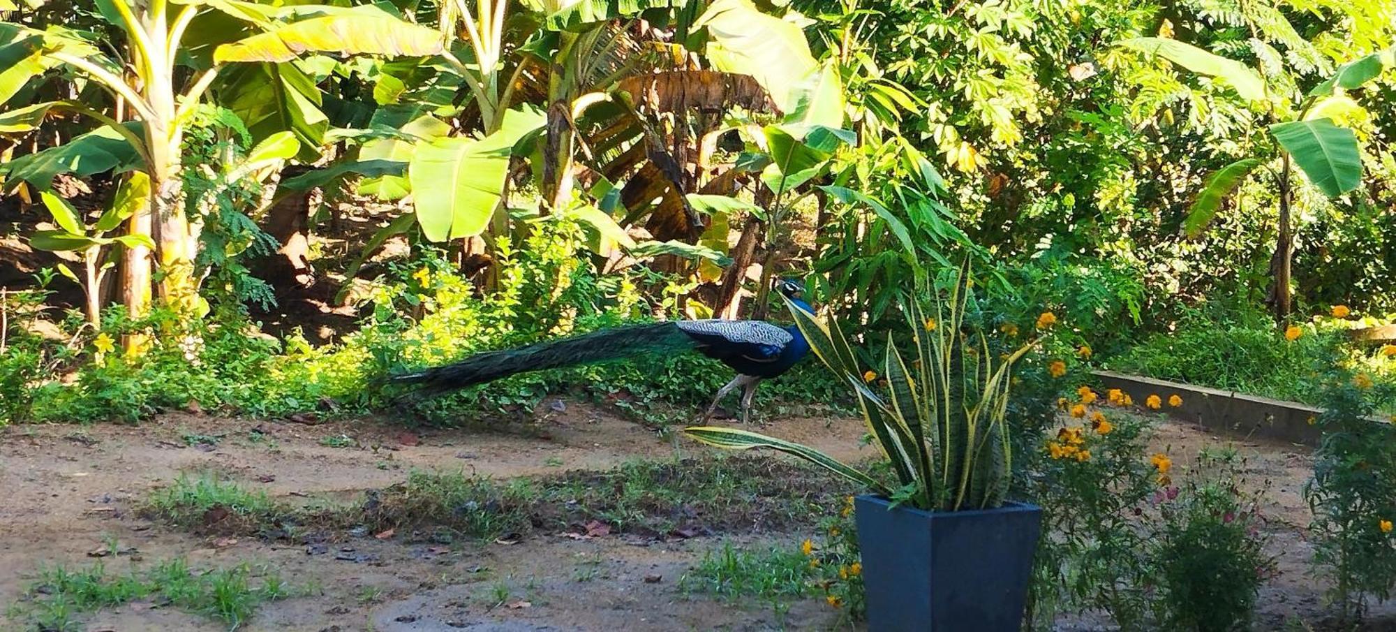 Bed and Breakfast Eco Nest Marakolliya Tangalle Esterno foto