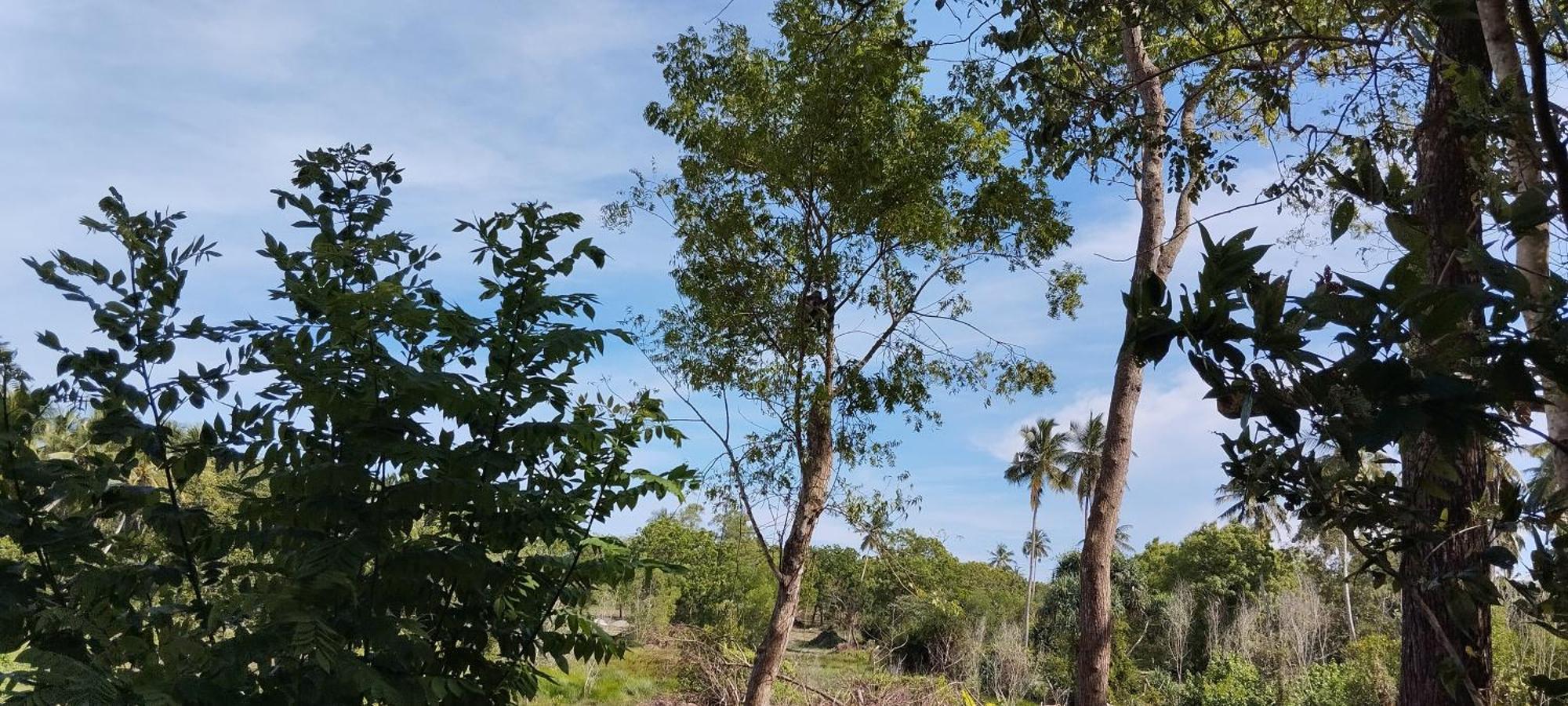 Bed and Breakfast Eco Nest Marakolliya Tangalle Esterno foto